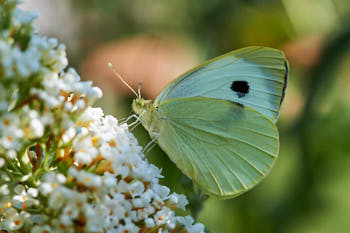 Insectes<br>NIKON D4, 150 mm, 400 ISO,  1/400 sec,  f : 11 