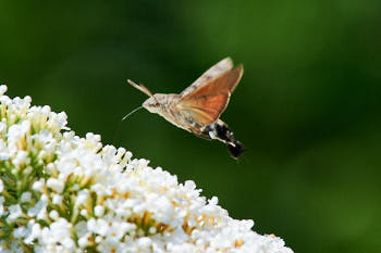 Insectes<br>NIKON D4, 500 mm, 1100 ISO,  1/1600 sec,  f : 11 