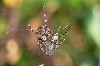 objet<br>NIKON D4, 500 mm, 450 ISO,  1/1000 sec,  f : 9 