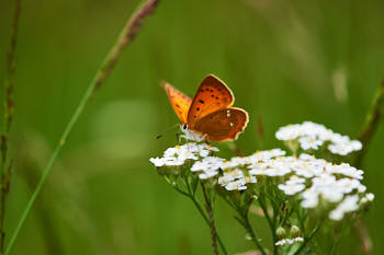 Insectes<br>NIKON D4, 105 mm, 100 ISO,  1/1000 sec,  f : 4.5 