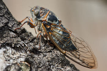 Insectes<br>NIKON D4, 105 mm, 900 ISO,  1/400 sec,  f : 16 