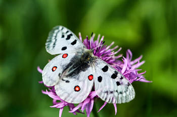 Insectes<br>NIKON D4, 105 mm, 220 ISO,  1/500 sec,  f : 6.3 