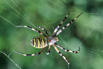 Insectes<br>NIKON D4, 105 mm, 720 ISO,  1/250 sec,  f : 11 