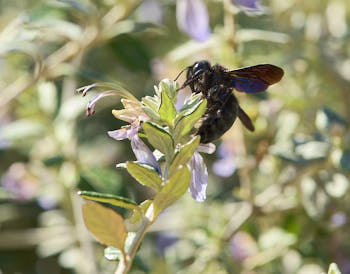 Insectes<br>NIKON D4, 105 mm, 640 ISO,  1/400 sec,  f : 11 