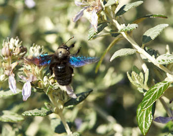 Insectes<br>NIKON D4, 105 mm, 640 ISO,  1/400 sec,  f : 11 