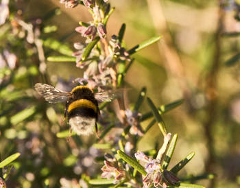 Insectes<br>NIKON D4, 105 mm, 800 ISO,  1/640 sec,  f : 9 