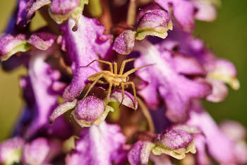 Insectes<br>NIKON D700, 105 mm, 360 ISO,  1/500 sec,  f : 8 