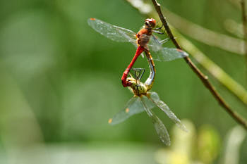 Insectes<br>NIKON D700, 420 mm, 1000 ISO,  1/1000 sec,  f : 5.6 