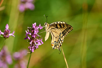 Insectes<br>NIKON D700, 420 mm, 450 ISO,  1/640 sec,  f : 8 