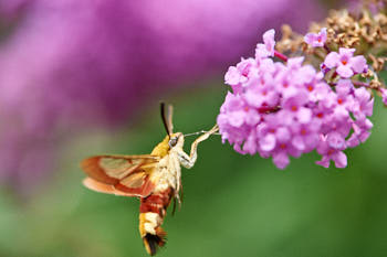 Insectes<br>NIKON D700, 150 mm, 1400 ISO,  1/2000 sec,  f : 5.6 