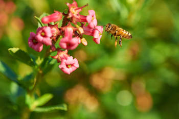 Abeille<br>NIKON D700, 105 mm, 720 ISO,  1/1000 sec,  f : 8 