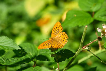 Insectes<br>NIKON D700, 105 mm, 200 ISO,  1/160 sec,  f : 8 