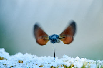 Sphinx gazÈ<br>NIKON D700, 420 mm, 3600 ISO,  1/2000 sec,  f : 6.3 