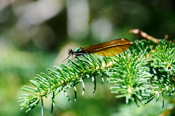 Insectes<br>NIKON D300S, 700 mm, 900 ISO,  1/1250 sec,  f : 5.6 