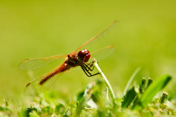 Orthetrum<br>NIKON D300S, 420 mm, 320 ISO,  1/800 sec,  f : 6.3 