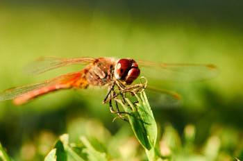 Insectes<br>NIKON D300S, 150 mm, 800 ISO,  1/800 sec,  f : 8 