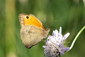 Insectes<br>NIKON D200, 105 mm, 400 ISO,  1/250 sec,  f : 10 