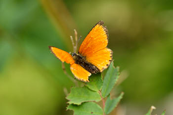 Insectes<br>NIKON D200, 105 mm, 200 ISO,  1/180 sec,  f : 8 