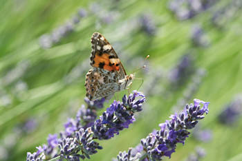 Insectes<br>NIKON D200, 150 mm, 200 ISO,  1/250 sec,  f : 8 