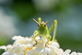 Insectes<br>NIKON D700, 105 mm, 500 ISO,  1/320 sec,  f : 16 