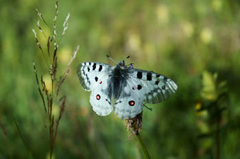 Insectes<br>NIKON D70, 70 mm, 200 ISO,  1/750 sec,  f : 5.6 