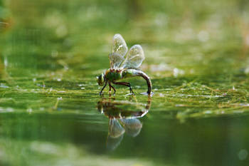 Insectes<br>NIKON D4, 850 mm, 1400 ISO,  1/1600 sec,  f : 8 