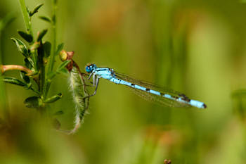 Insectes<br>NIKON D4, 180 mm, 500 ISO,  1/400 sec,  f : 11 