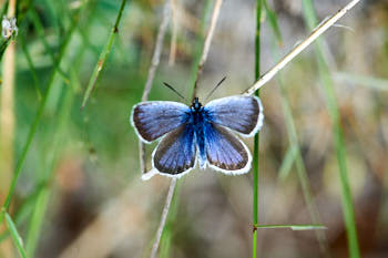 Insectes<br>NIKON D4, 180 mm, 1100 ISO,  1/640 sec,  f : 11 