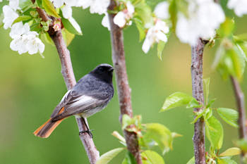 Oiseaux<br>NIKON D4, 850 mm, 2200 ISO,  1/500 sec,  f : 6.7 