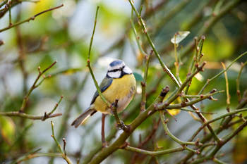 Oiseaux<br>NIKON D4, 700 mm, 3600 ISO,  1/2000 sec,  f : 6.3 