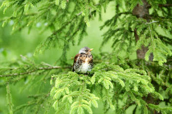 Oiseaux<br>NIKON D4, 500 mm, 4500 ISO,  1/1600 sec,  f : 5.6 