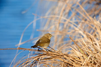 Oiseaux<br>NIKON D4, 700 mm, 720 ISO,  1/2000 sec,  f : 7.1 