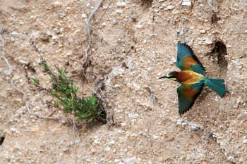 Oiseaux<br>NIKON D4, 850 mm, 1600 ISO,  1/2000 sec,  f : 8 