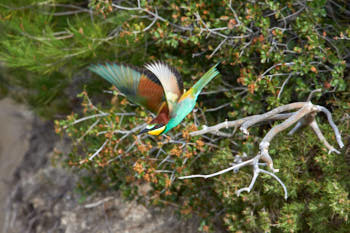 Oiseaux<br>NIKON D4, 850 mm, 1100 ISO,  1/1600 sec,  f : 9 