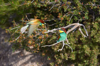 Oiseaux<br>NIKON D4, 850 mm, 1250 ISO,  1/1600 sec,  f : 9 