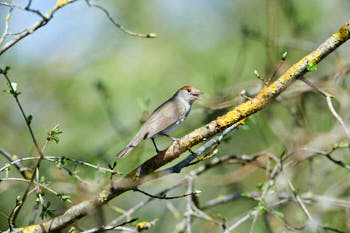 Oiseaux<br>NIKON D4, 700 mm, 1100 ISO,  1/1600 sec,  f : 8 