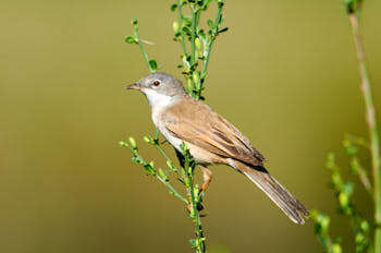 Oiseaux<br>NIKON D300S, 700 mm, 280 ISO,  1/1000 sec,  f : 6.3 