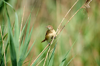 Oiseaux<br>NIKON D4, 700 mm, 640 ISO,  1/2000 sec,  f : 6.3 