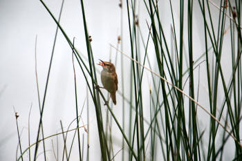 Oiseaux<br>NIKON D4, 700 mm, 450 ISO,  1/2000 sec,  f : 5.6 