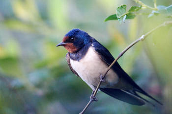 Oiseaux<br>NIKON D4, 850 mm, 11400 ISO,  1/1250 sec,  f : 8 