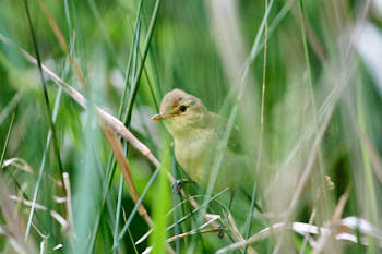 Oiseaux<br>NIKON D4, 700 mm, 4500 ISO,  1/2000 sec,  f : 8 