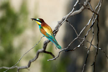 Oiseaux<br>NIKON D4, 700 mm, 560 ISO,  1/2000 sec,  f : 8 