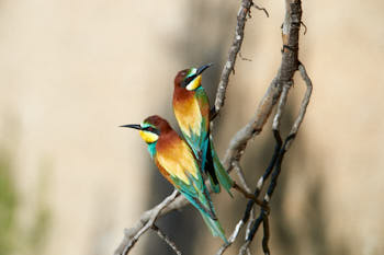 Oiseaux<br>NIKON D4, 700 mm, 640 ISO,  1/2000 sec,  f : 8 