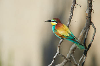 Oiseaux<br>NIKON D4, 850 mm, 360 ISO,  1/1000 sec,  f : 8 