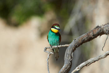 Oiseaux<br>NIKON D4, 850 mm, 800 ISO,  1/2500 sec,  f : 8 