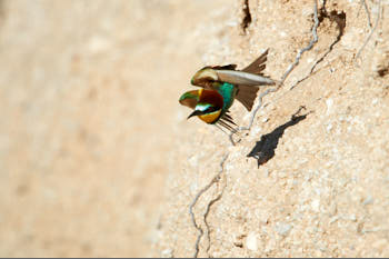 Oiseaux<br>NIKON D4, 850 mm, 720 ISO,  1/2500 sec,  f : 8 