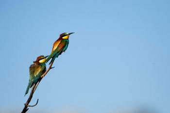 Oiseaux<br>NIKON D4, 850 mm, 450 ISO,  1/2500 sec,  f : 8 