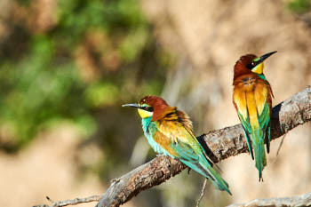 Oiseaux<br>NIKON D4, 850 mm, 800 ISO,  1/2000 sec,  f : 9 