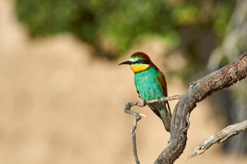 Oiseaux<br>NIKON D4, 850 mm, 720 ISO,  1/2000 sec,  f : 9 