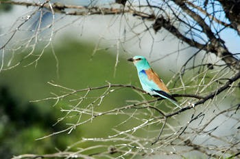 Oiseaux<br>NIKON D4, 850 mm, 1100 ISO,  1/2000 sec,  f : 9 